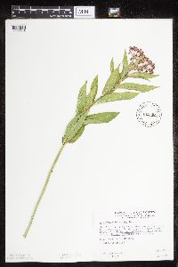 Asclepias incarnata var. incarnata image