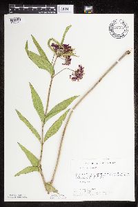 Asclepias incarnata var. incarnata image