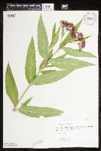 Asclepias incarnata var. incarnata image
