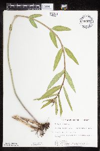 Asclepias incarnata var. incarnata image