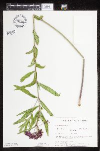 Asclepias incarnata var. incarnata image