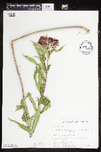 Asclepias incarnata var. incarnata image