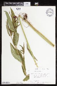 Asclepias incarnata var. incarnata image