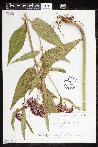 Asclepias incarnata var. incarnata image