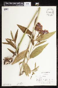 Asclepias incarnata var. incarnata image