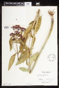 Asclepias incarnata var. incarnata image