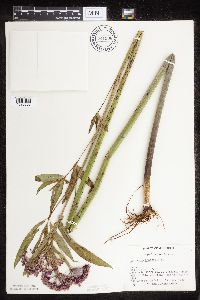 Asclepias incarnata var. incarnata image