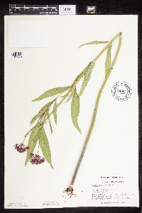 Asclepias incarnata var. incarnata image