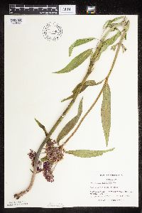 Asclepias incarnata var. incarnata image