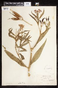 Asclepias incarnata var. incarnata image