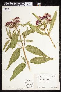 Asclepias incarnata var. incarnata image