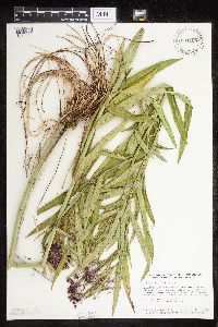 Asclepias incarnata var. incarnata image