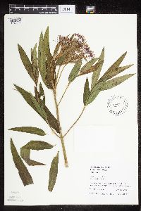 Asclepias incarnata var. incarnata image