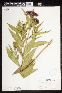 Asclepias incarnata var. incarnata image