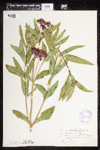 Asclepias incarnata var. incarnata image