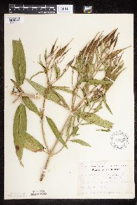 Asclepias incarnata var. incarnata image