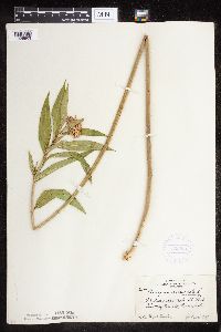 Asclepias incarnata var. incarnata image