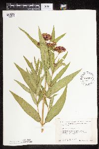 Asclepias incarnata var. incarnata image