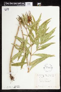 Asclepias incarnata var. incarnata image