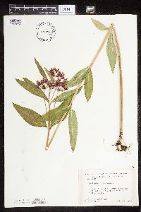Asclepias incarnata var. incarnata image