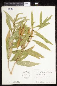 Asclepias incarnata var. incarnata image