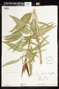 Asclepias incarnata var. incarnata image