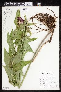 Asclepias incarnata var. incarnata image