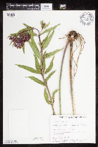Asclepias incarnata var. incarnata image