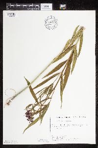 Asclepias incarnata var. incarnata image