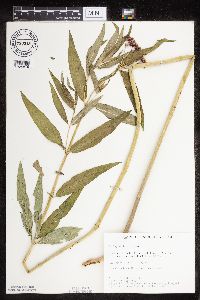 Asclepias incarnata var. incarnata image