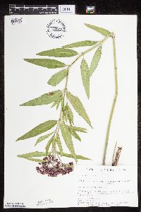 Asclepias incarnata var. incarnata image