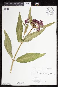 Asclepias incarnata var. incarnata image