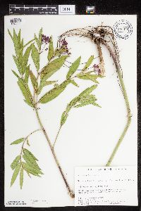 Asclepias incarnata var. incarnata image