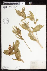 Asclepias incarnata var. incarnata image