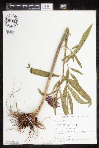 Asclepias incarnata var. incarnata image