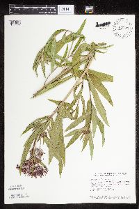 Asclepias incarnata var. incarnata image