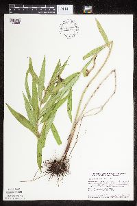 Asclepias incarnata var. incarnata image