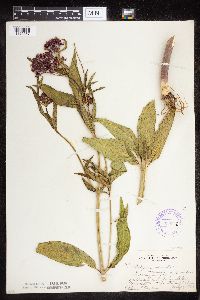 Asclepias incarnata var. incarnata image