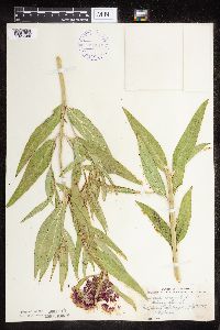 Asclepias incarnata var. incarnata image