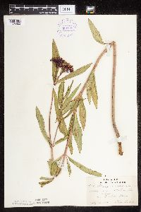 Asclepias incarnata var. incarnata image