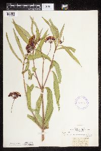 Asclepias incarnata var. incarnata image