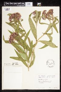 Asclepias incarnata var. incarnata image