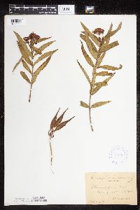 Asclepias incarnata var. incarnata image