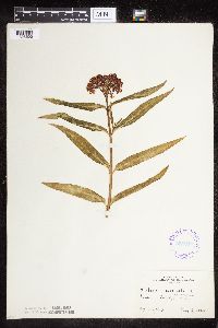 Asclepias incarnata var. incarnata image
