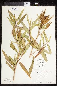 Asclepias incarnata var. incarnata image