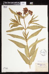 Asclepias incarnata var. incarnata image