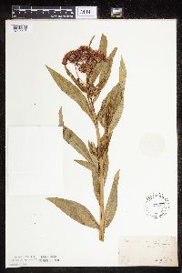 Asclepias incarnata var. incarnata image