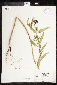 Asclepias incarnata var. incarnata image