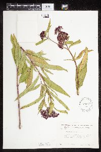 Asclepias incarnata var. incarnata image