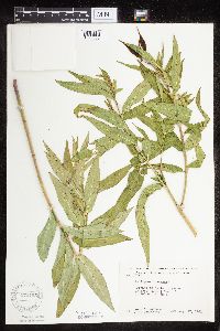 Asclepias incarnata var. incarnata image